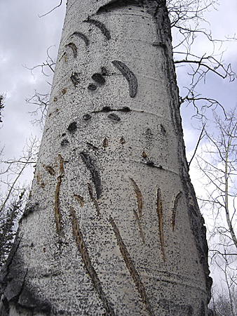 Photo of a Black Bear