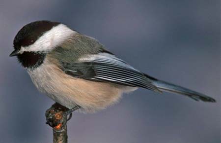 Photo of Black-capped Chickadee by Bob Armstrong