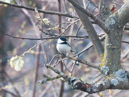 Photo of a Black-capped Chickadee