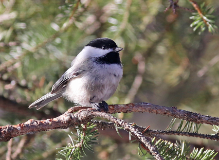 Photo of a Black-capped Chickadee