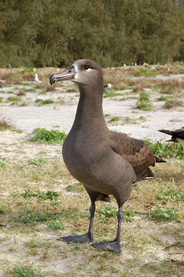 Photo of a Black-footed Albatross