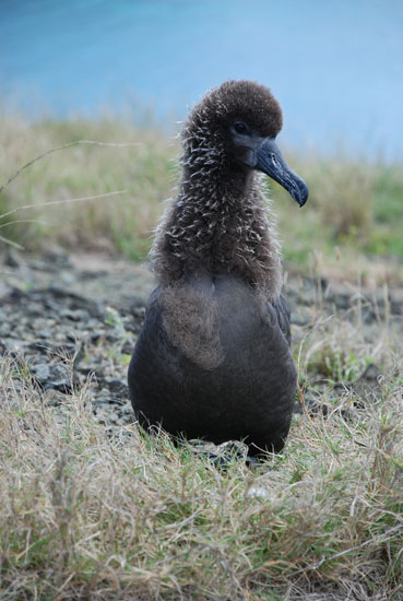 Photo of a Black-footed Albatross