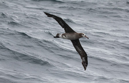 Photo of a Black-footed Albatross