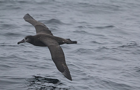 Photo of a Black-footed Albatross