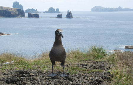 Photo of a Black-footed Albatross