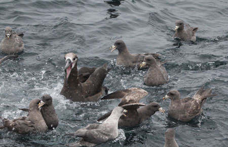 Photo of a Black-footed Albatross