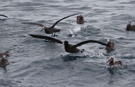 Photo of a Black-footed Albatross