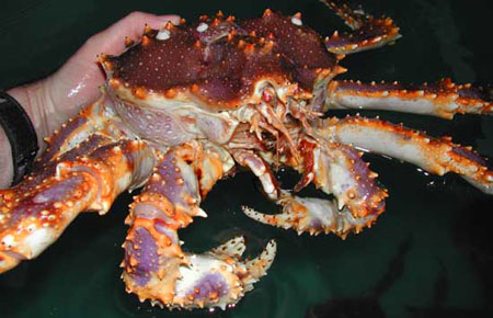 Photo of a Blue King Crab