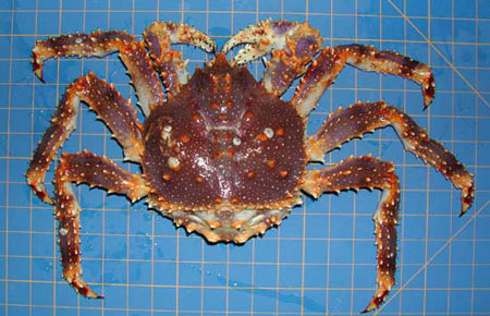 Photo of a Blue King Crab