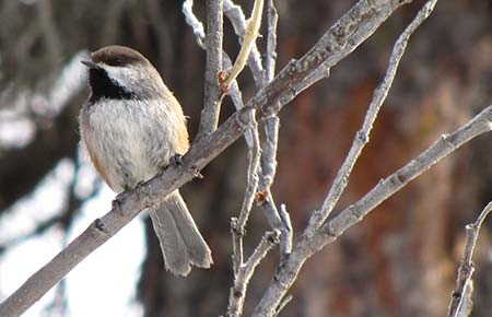 Photo of a Boreal Chickadee