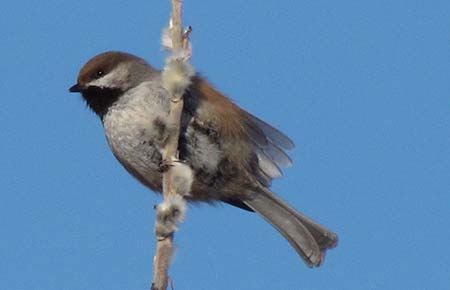 Photo of a Boreal Chickadee