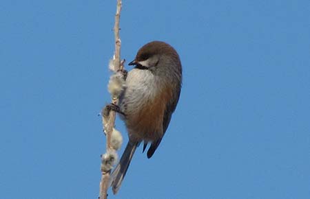 Photo of a Boreal Chickadee