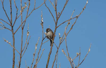 Photo of a Boreal Chickadee