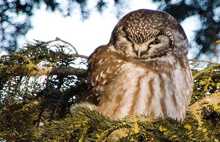 Photo of a Boreal Owl