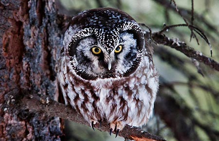 Photo of a Boreal Owl