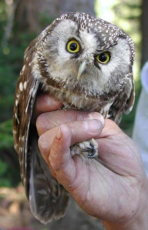 Photo of a Boreal Owl