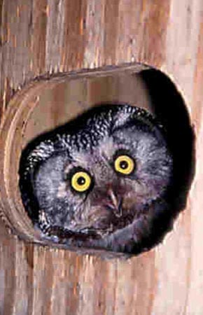 Photo of a Boreal Owl