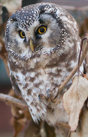 Photo of a Boreal Owl