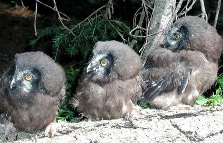 Photo of a Boreal Owl