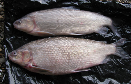 Photo of a Broad Whitefish