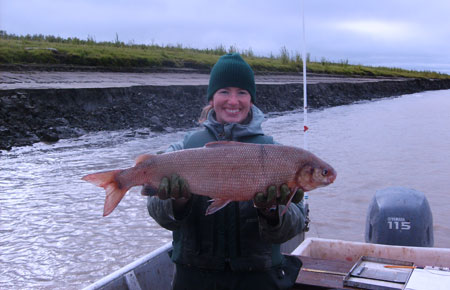 Photo of a Broad Whitefish