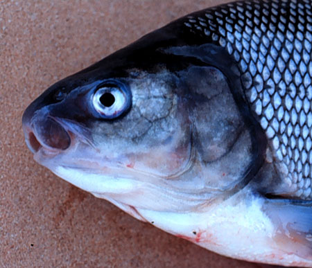 Photo of a Broad Whitefish