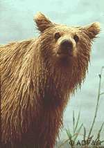 Kodiak Brown Bear Fact Sheet Alaska Department Of Fish And Game