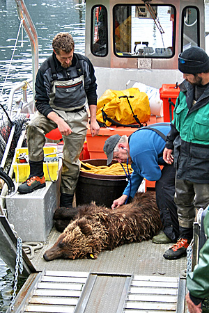 Photo of a Brown Bear