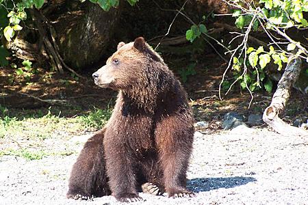 Photo of a Brown Bear