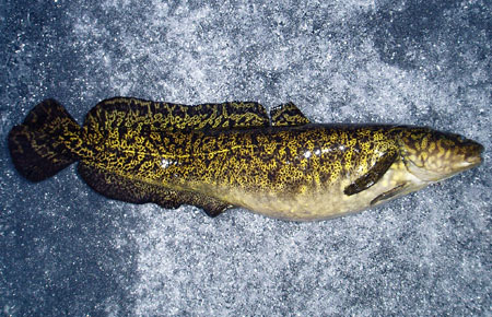 freshwater ling fish