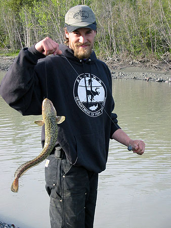 Photo of a Burbot