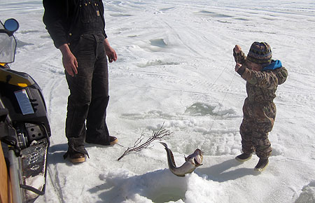 Photo of a Burbot