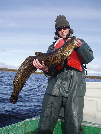 Photo of a Burbot