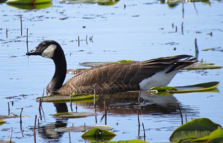 Photo of a Canada Goose