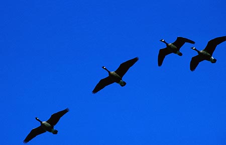 Photo of a Canada Goose