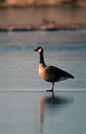 Photo of a Canada Goose