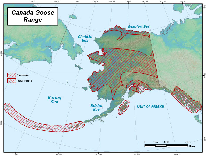 Range map of Canada Goose in Alaska
