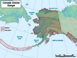 Canada Goose range map