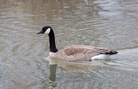 Photo of a Canada Goose