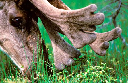 Photo of a Caribou