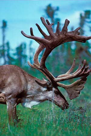 Photo of a Caribou