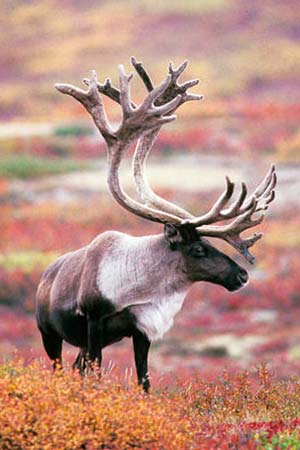 Photo of a Caribou