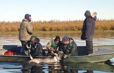 Photo of a Caribou