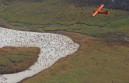 Photo of a Caribou