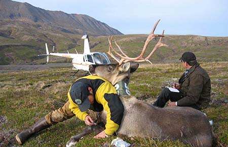 Photo of a Caribou