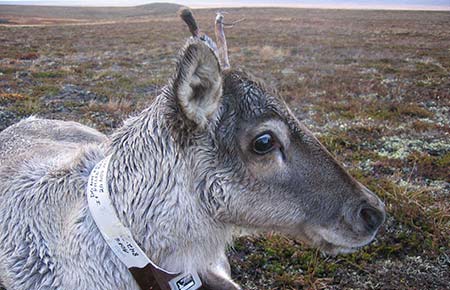 Photo of a Caribou