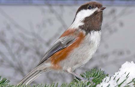 Photo of a Chestnut-backed Chickadee