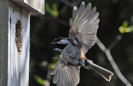 Photo of a Chestnut-backed Chickadee