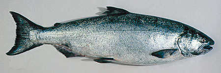 Photo of a Chinook Salmon