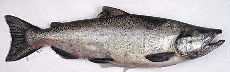 Photo of a Chinook Salmon